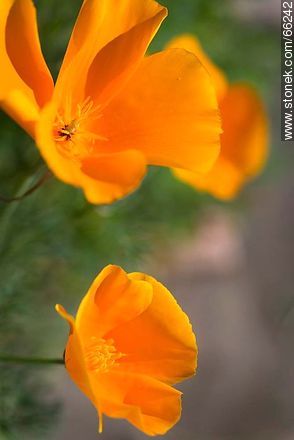 Golden poppy, California sunlight, cup of gold  - Flora - MORE IMAGES. Photo #66242