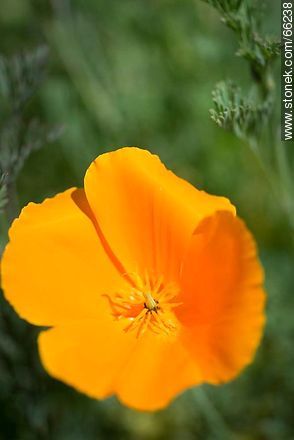 Golden poppy, California sunlight, cup of gold  - Flora - MORE IMAGES. Photo #66238