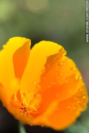 Golden poppy, California sunlight, cup of gold  - Flora - MORE IMAGES. Photo #66236