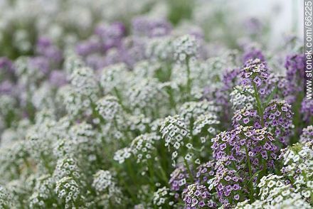 White and violet alder - Flora - MORE IMAGES. Photo #66225