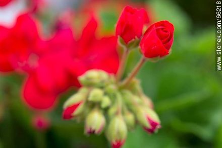 Malvones rojos - Flora - IMÁGENES VARIAS. Foto No. 66218