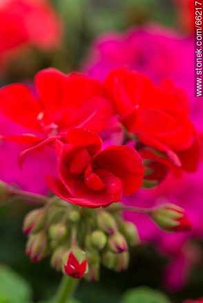 Malvones rojos - Flora - IMÁGENES VARIAS. Foto No. 66217