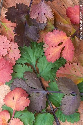 Hojas de cilantro con variantes de color por caducidad -  - IMÁGENES VARIAS. Foto No. 66188