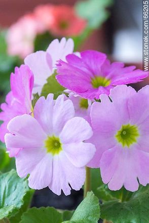 Evening Primrose Flower - Flora - MORE IMAGES. Photo #66205