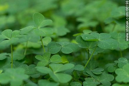 Clovers - Flora - MORE IMAGES. Photo #66198