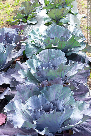 Red cabbage in the orchard - Lavalleja - URUGUAY. Photo #67457