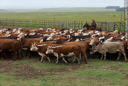 Herding cattle - Fauna - MORE IMAGES. Photo #67675