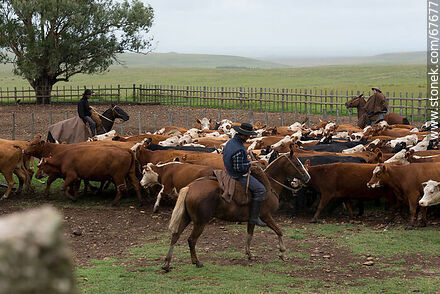 Herding cattle - Fauna - MORE IMAGES. Photo #67677