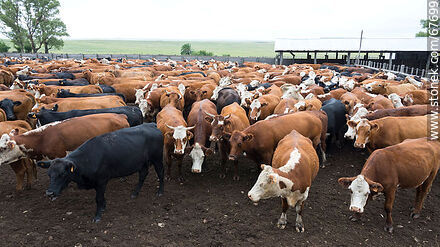 Cattle in the corral - Fauna - MORE IMAGES. Photo #67699