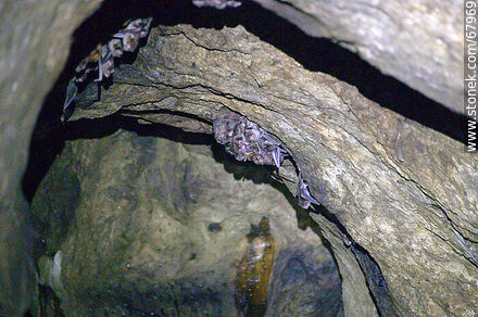 Cave with vampire bats - Department of Maldonado - URUGUAY. Photo #67969