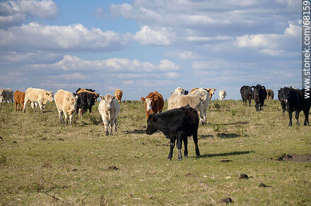 Cattle in the department of Flores - Flores - URUGUAY. Photo #68159