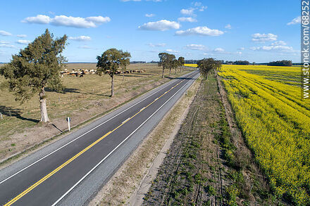 Aerial view of route 14. Yellow canola field on the right - Flores - URUGUAY. Photo #68252