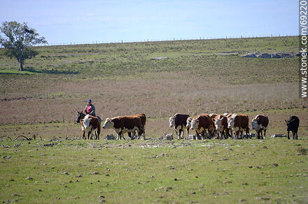 Herding cattle - Durazno - URUGUAY. Photo #69220