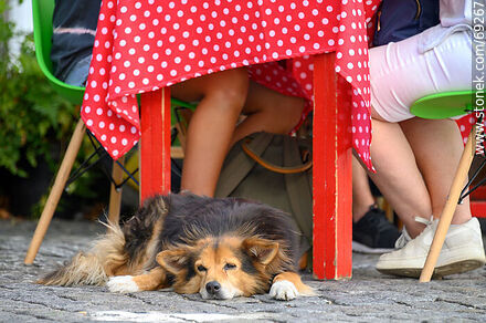 Quiet dog resting under a table - Department of Colonia - URUGUAY. Photo #69267