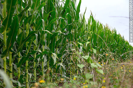 Plantación de maíz - Flora - IMÁGENES VARIAS. Foto No. 69658