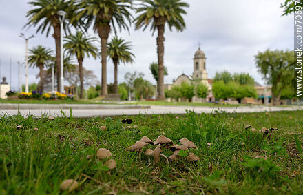 Mushrooms in the square - Lavalleja - URUGUAY. Photo #70697
