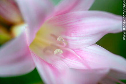 Pink lily - Flora - MORE IMAGES. Photo #70954