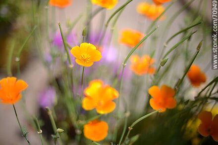 Eschscholzia californica - Flora - MORE IMAGES. Photo #70949