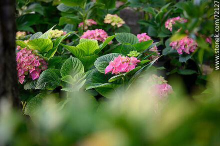 Plantas y flores de hortensias - Flora - IMÁGENES VARIAS. Foto No. 72127