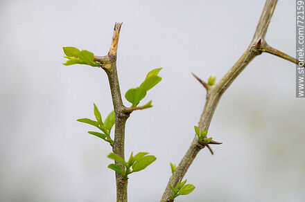 Tala brotado en primavera - Flora - IMÁGENES VARIAS. Foto No. 72159