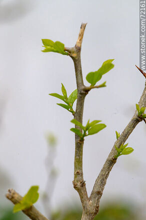 Tala brotado en primavera - Flora - IMÁGENES VARIAS. Foto No. 72161