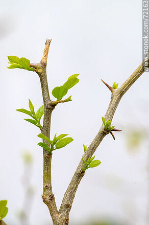 Tala brotado en primavera - Flora - IMÁGENES VARIAS. Foto No. 72163