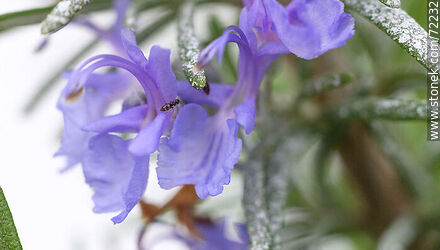 Salvia rosmarinus - Flora - MORE IMAGES. Photo #72232
