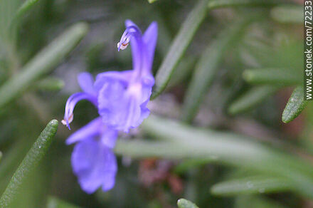 Salvia rosmarinus - Flora - MORE IMAGES. Photo #72233