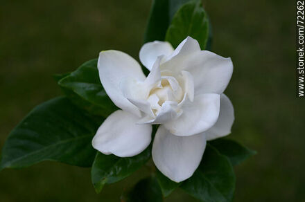 Cape jasmine flower - Flora - MORE IMAGES. Photo #72262