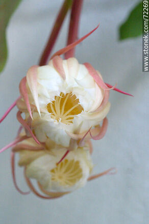Par de damas de la noche con la flor en crecimiento - Flora - IMÁGENES VARIAS. Foto No. 72269