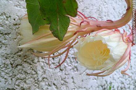 Par de damas de la noche con la flor en crecimiento - Flora - IMÁGENES VARIAS. Foto No. 72271