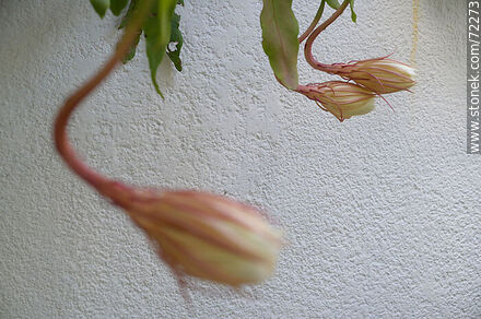 Tres flores de dama de la noche en crecimiento - Flora - IMÁGENES VARIAS. Foto No. 72273