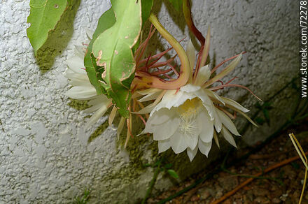 Epiphyllum Oxypetalum - Flora - MORE IMAGES. Photo #72278