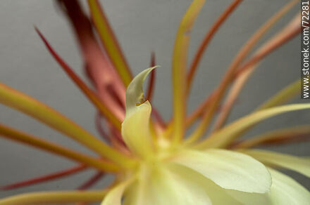 Epiphyllum Oxypetalum - Flora - MORE IMAGES. Photo #72281
