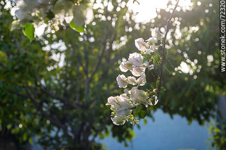 Santa Rita de flor blanca. Buganvillea - Flora - IMÁGENES VARIAS. Foto No. 72320