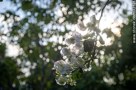 White buganvillea - Flora - MORE IMAGES. Photo #72321