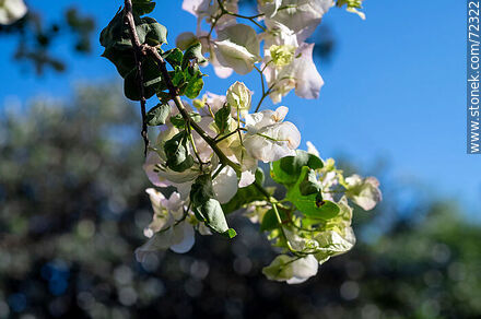 Santa Rita de flor blanca. Buganvillea - Flora - IMÁGENES VARIAS. Foto No. 72322