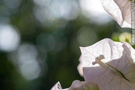 White buganvillea - Flora - MORE IMAGES. Photo #72324