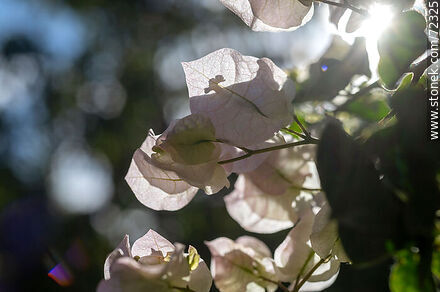 Santa Rita de flor blanca. Buganvillea - Flora - IMÁGENES VARIAS. Foto No. 72325