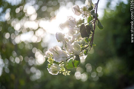 White buganvillea - Flora - MORE IMAGES. Photo #72326