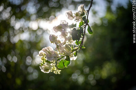 White buganvillea - Flora - MORE IMAGES. Photo #72328