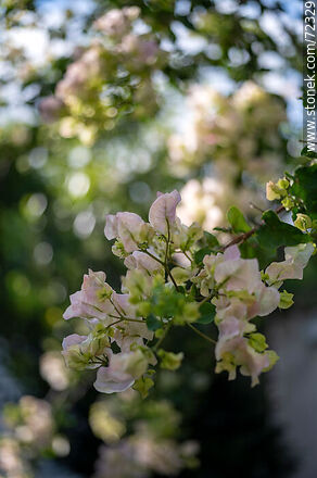 White buganvillea - Flora - MORE IMAGES. Photo #72329