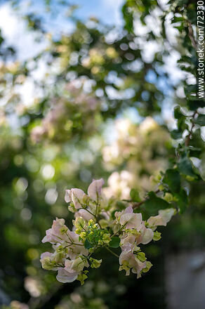 Santa Rita de flor blanca. Buganvillea - Flora - IMÁGENES VARIAS. Foto No. 72330