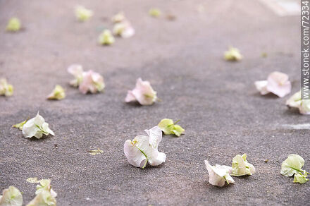 White buganvillea flowers fallen on the pavement - Flora - MORE IMAGES. Photo #72334