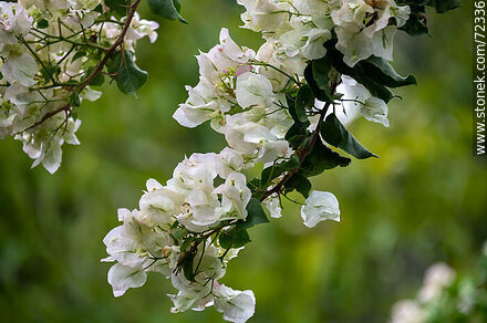 Santa Rita de flor blanca. Buganvillea - Flora - IMÁGENES VARIAS. Foto No. 72336