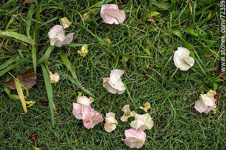 Flores blancas de Santa Rita caídas en el pasto - Flora - IMÁGENES VARIAS. Foto No. 72339