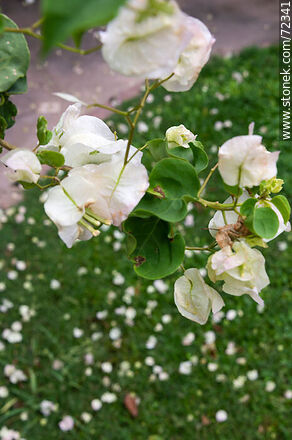 Santa Rita de flor blanca. Buganvillea - Flora - IMÁGENES VARIAS. Foto No. 72341