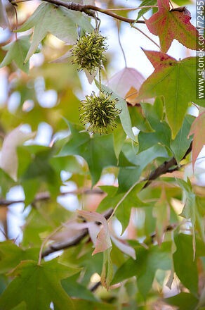 Frutos y hojas de otoño de liquidámbar - Departamento de Florida - URUGUAY. Foto No. 72455