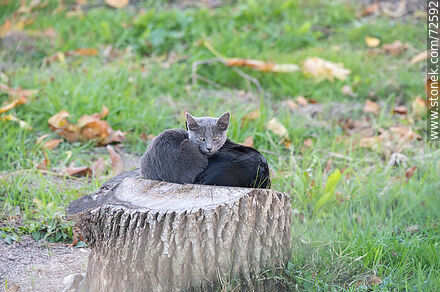 Kittens huddled on a log - Department of Florida - URUGUAY. Photo #72592