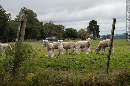 Curious lambs - Fauna - MORE IMAGES. Photo #76012